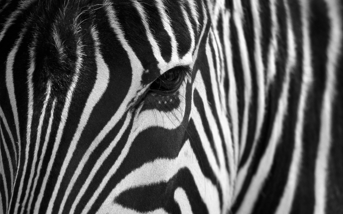 Reportingstandards im Controlling: Mit Power BI und Zebra BI