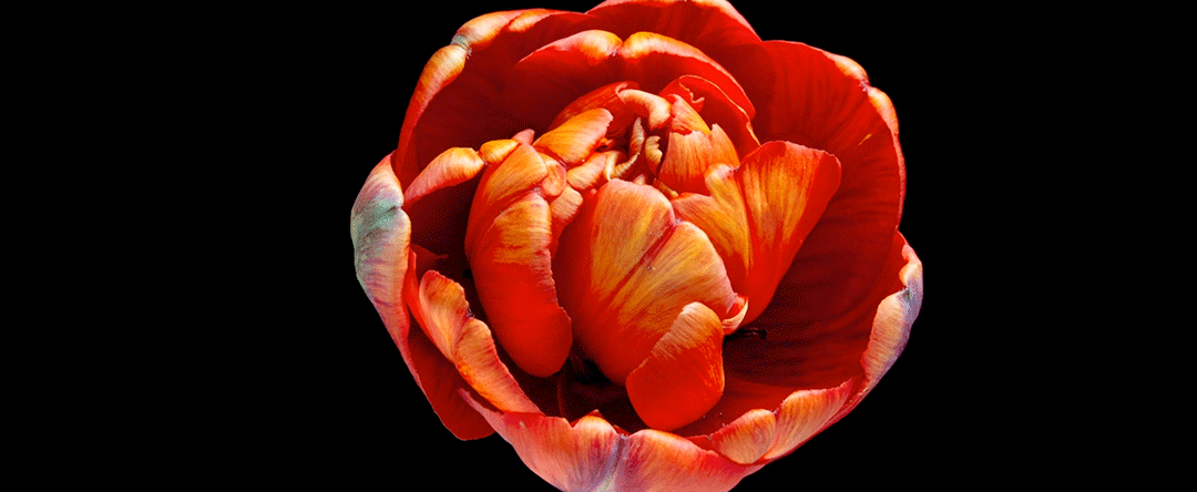 Corporate Performance Management | Headerbild | aufgehende Blume auf schwarzem Hintergrund