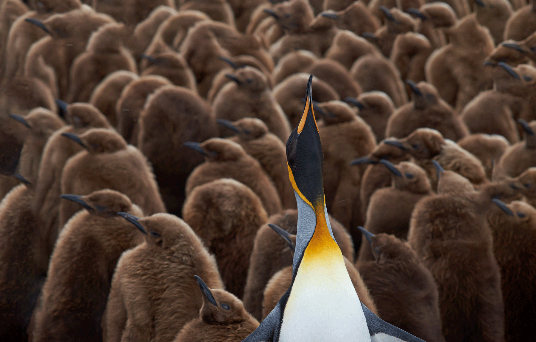 USP Pinguin