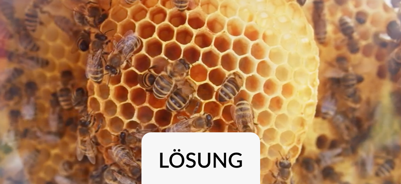 Lösung Data Management